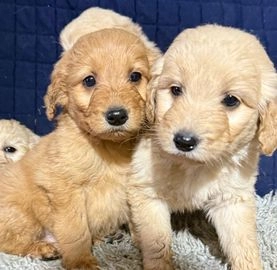 Labradoodle dogs for sale in Banbury - Advert 4