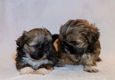 Shih Tzu dogs for sale in Wolverhampton - Advert 6