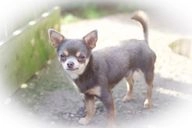 Chihuahua dogs for sale in Hereford - Advert 13