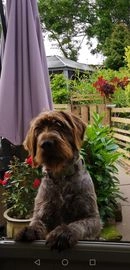 German Wirehaired Pointer dogs for sale in Coventry - Advert 9