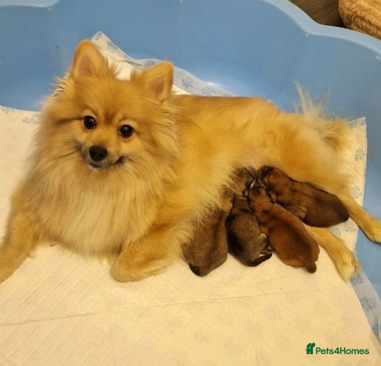 Pomeranian dogs for sale: Teddy bear pomeranian puppies  in Bolton - Image 18