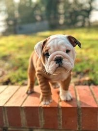 English Bulldog dogs for sale in Epping - Advert 13