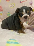 English Bulldog dogs for sale in Braintree - Advert 1