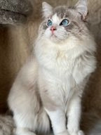 Ragdoll cats for sale in Dunmow - Advert 8