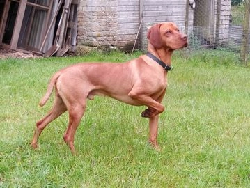 Hungarian Vizsla dogs for stud in Badminton - Advert 6