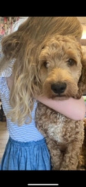 Cockapoo dogs for stud in Halifax - Advert 3