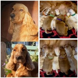 Cocker Spaniel dogs for sale in Carlisle - Advert 3