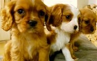 Cavalier King Charles Spaniel dogs for sale in Slough - Advert 6