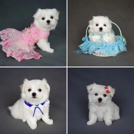 Maltese dogs for sale in Chigwell - Advert 13