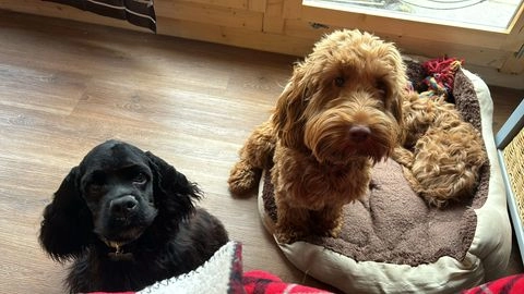 Cockapoo dogs for stud in Stafford - Advert 6