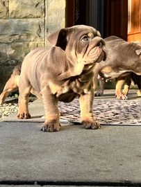 English Bulldog dogs for sale in Rossendale - Advert 2