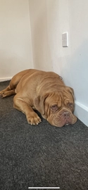 Dogue De Bordeaux dogs for sale in Birmingham - Advert 4