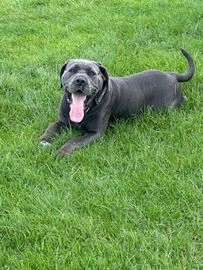 Cane Corso dogs for sale in Bedford - Advert 8