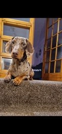 Dachshund dogs for stud in Glasgow - Advert 10