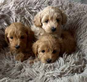 Maltipoo dogs for sale in Doncaster - Advert 4