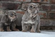 English Bulldog dogs for sale in Liverpool - Advert 14