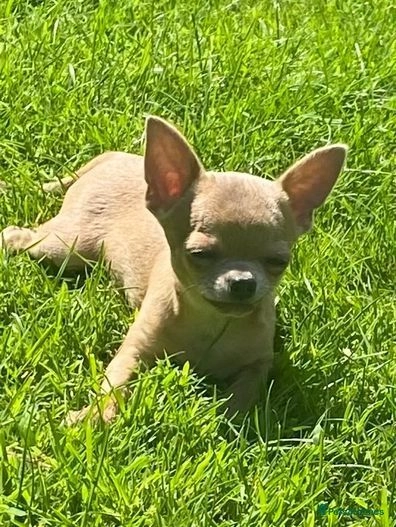 Chihuahua dogs for sale:  ❤️Ready Now K.C longcoat pups and K.C Tiny Boy ❤️ in Buckingham - Image 4