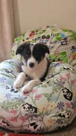 Border Collie dogs for sale in New Quay - Advert 3