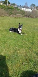 Border Collie dogs for sale in Penrhyndeudraeth - Advert 15