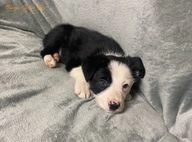 Border Collie dogs for sale in Abergele - Advert 4