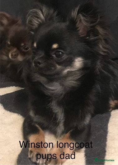 Chihuahua dogs for sale:  ❤️Ready Now K.C longcoat pups and K.C Tiny Boy ❤️ in Buckingham - Image 23