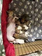 Dachshund dogs for sale in Whitchurch - Advert 6