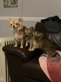 Chihuahua dogs for sale:  ❤️Ready Now K.C longcoat pups and K.C Tiny Boy ❤️ in Buckingham - Image 15