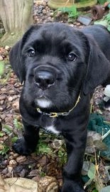 Cane Corso dogs for sale in Burton-on-Trent - Advert 5