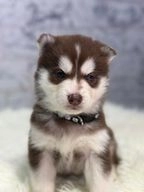 Siberian Husky dogs for sale in Birmingham - Advert 5