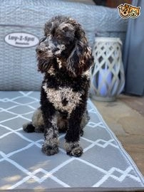 Cockapoo dogs for stud in Chippenham - Advert 4