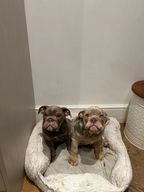 English Bulldog dogs for sale in Stockport - Advert 4