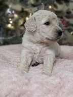 Goldendoodle dogs for sale in Biggar - Advert 6