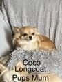 Chihuahua dogs for sale:  ❤️Ready Now K.C longcoat pups and K.C Tiny Boy ❤️ in Buckingham - Image 22