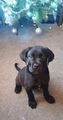 Cane Corso dogs for sale: Cane corso puppies  in Portsmouth - Image 1