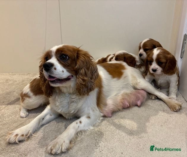 Cavalier King Charles Spaniel dogs for sale: Traditional Blenheim Cavalier Puppies  in West Malling - Image 10