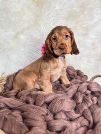 Cocker Spaniel dogs for sale in Ystrad Meurig - Advert 7