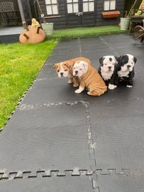 English Bulldog dogs for sale in Wishaw - Advert 7