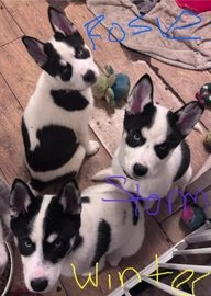 Siberian Husky dogs for sale in Leicester - Advert 11