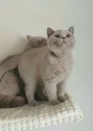 British Shorthair cats for sale in Watford - Advert 10