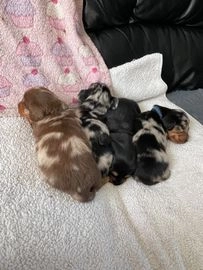 Miniature Dachshund dogs for sale in Croydon - Advert 10