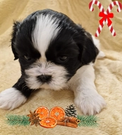 Shih Tzu dogs for sale in Doncaster - Advert 4