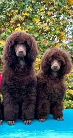 Miniature Poodle dogs for sale in Worcester - Advert 10