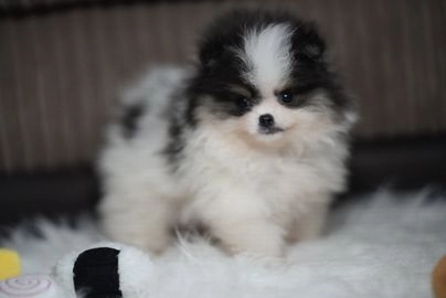 Pomeranian dogs for sale in Ely - Advert 4