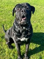 Cane Corso dogs for sale in Wellingborough - Advert 14