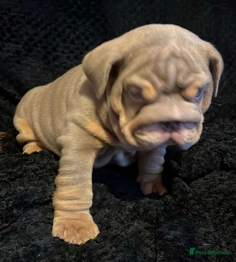 English Bulldog dogs for sale: TOP QUALITY ENGLISH BULLDOGS in Leigh - Image 7