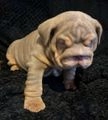 English Bulldog dogs for sale: TOP QUALITY ENGLISH BULLDOGS in Leigh - Image 7