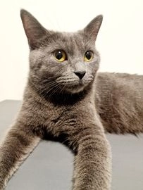 Chartreux cats for sale in Dagenham - Advert 2