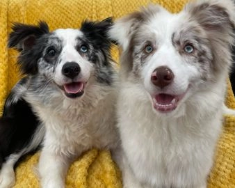 Border Collie dogs for sale in Belper - Advert 2