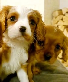 Cavalier King Charles Spaniel dogs for sale in Slough - Advert 6