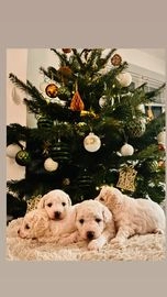 Bichon Frise dogs for sale in Northolt - Advert 7